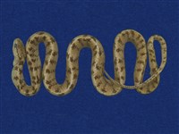 藏品(泰雅鈍頭蛇)的圖片